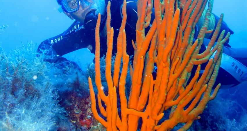 DENIZKIZI ROYAL HOTEL