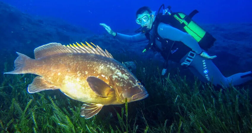 DENIZKIZI ROYAL HOTEL